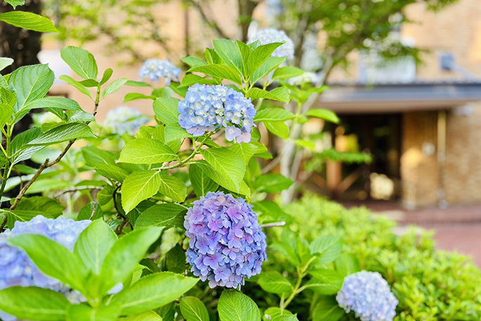 平岡華奈江