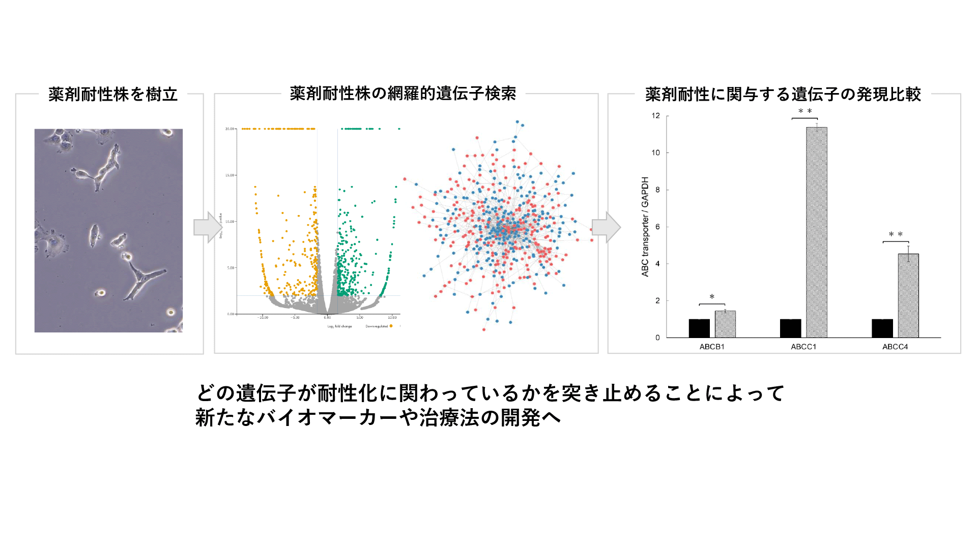 がん細胞における薬剤耐性の獲得に関する研究
