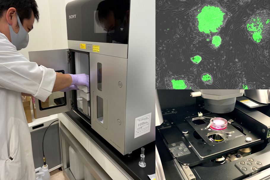 研究の様子（iPS細胞由来未分化細胞除去法の確立）