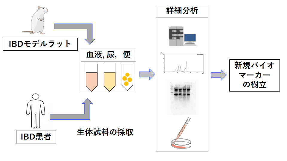 研究の様子（炎症性腸疾患の病態把握に有用な新規バイオマーカーの樹立）